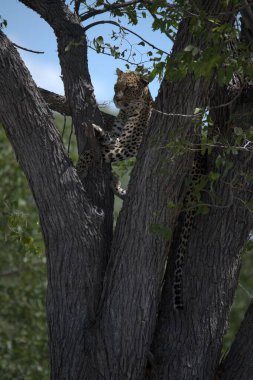Vahşi Savanadaki Leopar, Afrika Hayvanı bu ikonik büyük kedinin güzelliğini, zarafetini ve ham gücünü yansıtan çarpıcı leopar fotoğraflarından oluşan bir derleme. Vahşi yaşam meraklıları, hayvan severler ve doğanın zarafeti karşısında büyülenen herkes için mükemmel.