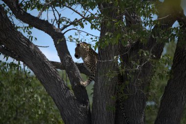 Vahşi Savanadaki Leopar, Afrika Hayvanı bu ikonik büyük kedinin güzelliğini, zarafetini ve ham gücünü yansıtan çarpıcı leopar fotoğraflarından oluşan bir derleme. Vahşi yaşam meraklıları, hayvan severler ve doğanın zarafeti karşısında büyülenen herkes için mükemmel.