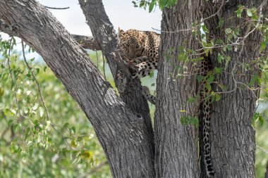 Vahşi Savanadaki Leopar, Afrika Hayvanı bu ikonik büyük kedinin güzelliğini, zarafetini ve ham gücünü yansıtan çarpıcı leopar fotoğraflarından oluşan bir derleme. Vahşi yaşam meraklıları, hayvan severler ve doğanın zarafeti karşısında büyülenen herkes için mükemmel.