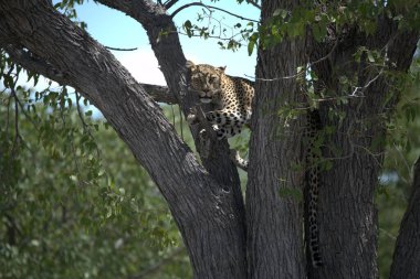 Vahşi Savanadaki Leopar, Afrika Hayvanı bu ikonik büyük kedinin güzelliğini, zarafetini ve ham gücünü yansıtan çarpıcı leopar fotoğraflarından oluşan bir derleme. Vahşi yaşam meraklıları, hayvan severler ve doğanın zarafeti karşısında büyülenen herkes için mükemmel.