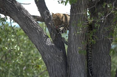 Vahşi Savanadaki Leopar, Afrika Hayvanı bu ikonik büyük kedinin güzelliğini, zarafetini ve ham gücünü yansıtan çarpıcı leopar fotoğraflarından oluşan bir derleme. Vahşi yaşam meraklıları, hayvan severler ve doğanın zarafeti karşısında büyülenen herkes için mükemmel.