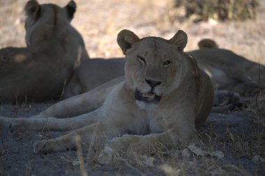 Vahşi Savanadaki Leopar, Afrika Hayvanı bu ikonik büyük kedinin güzelliğini, zarafetini ve ham gücünü yansıtan çarpıcı leopar fotoğraflarından oluşan bir derleme. Vahşi yaşam meraklıları, hayvan severler ve doğanın zarafeti karşısında büyülenen herkes için mükemmel.
