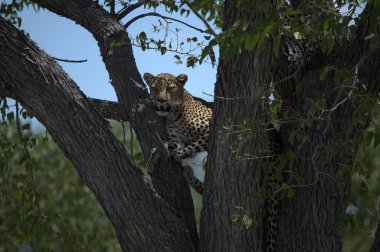 Vahşi Savanadaki Leopar, Afrika Hayvanı bu ikonik büyük kedinin güzelliğini, zarafetini ve ham gücünü yansıtan çarpıcı leopar fotoğraflarından oluşan bir derleme. Vahşi yaşam meraklıları, hayvan severler ve doğanın zarafeti karşısında büyülenen herkes için mükemmel.
