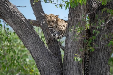 Vahşi Savanadaki Leopar, Afrika Hayvanı bu ikonik büyük kedinin güzelliğini, zarafetini ve ham gücünü yansıtan çarpıcı leopar fotoğraflarından oluşan bir derleme. Vahşi yaşam meraklıları, hayvan severler ve doğanın zarafeti karşısında büyülenen herkes için mükemmel.