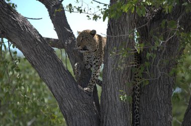 Vahşi Savanadaki Leopar, Afrika Hayvanı bu ikonik büyük kedinin güzelliğini, zarafetini ve ham gücünü yansıtan çarpıcı leopar fotoğraflarından oluşan bir derleme. Vahşi yaşam meraklıları, hayvan severler ve doğanın zarafeti karşısında büyülenen herkes için mükemmel.