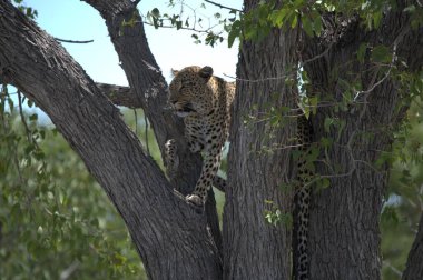 Vahşi Savanadaki Leopar, Afrika Hayvanı bu ikonik büyük kedinin güzelliğini, zarafetini ve ham gücünü yansıtan çarpıcı leopar fotoğraflarından oluşan bir derleme. Vahşi yaşam meraklıları, hayvan severler ve doğanın zarafeti karşısında büyülenen herkes için mükemmel.