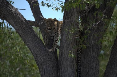 Vahşi Savanadaki Leopar, Afrika Hayvanı bu ikonik büyük kedinin güzelliğini, zarafetini ve ham gücünü yansıtan çarpıcı leopar fotoğraflarından oluşan bir derleme. Vahşi yaşam meraklıları, hayvan severler ve doğanın zarafeti karşısında büyülenen herkes için mükemmel.