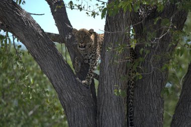 Vahşi Savanadaki Leopar, Afrika Hayvanı bu ikonik büyük kedinin güzelliğini, zarafetini ve ham gücünü yansıtan çarpıcı leopar fotoğraflarından oluşan bir derleme. Vahşi yaşam meraklıları, hayvan severler ve doğanın zarafeti karşısında büyülenen herkes için mükemmel.