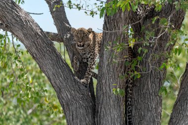 Vahşi Savanadaki Leopar, Afrika Hayvanı bu ikonik büyük kedinin güzelliğini, zarafetini ve ham gücünü yansıtan çarpıcı leopar fotoğraflarından oluşan bir derleme. Vahşi yaşam meraklıları, hayvan severler ve doğanın zarafeti karşısında büyülenen herkes için mükemmel.