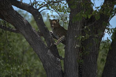 Vahşi Savanadaki Leopar, Afrika Hayvanı bu ikonik büyük kedinin güzelliğini, zarafetini ve ham gücünü yansıtan çarpıcı leopar fotoğraflarından oluşan bir derleme. Vahşi yaşam meraklıları, hayvan severler ve doğanın zarafeti karşısında büyülenen herkes için mükemmel.