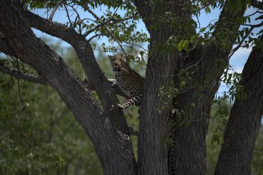 Vahşi Savanadaki Leopar, Afrika Hayvanı bu ikonik büyük kedinin güzelliğini, zarafetini ve ham gücünü yansıtan çarpıcı leopar fotoğraflarından oluşan bir derleme. Vahşi yaşam meraklıları, hayvan severler ve doğanın zarafeti karşısında büyülenen herkes için mükemmel.