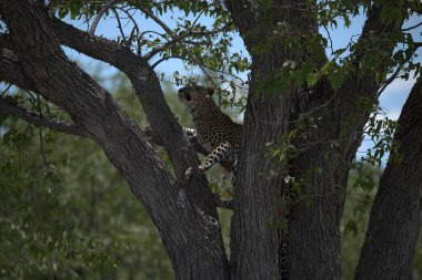 Vahşi Savanadaki Leopar, Afrika Hayvanı bu ikonik büyük kedinin güzelliğini, zarafetini ve ham gücünü yansıtan çarpıcı leopar fotoğraflarından oluşan bir derleme. Vahşi yaşam meraklıları, hayvan severler ve doğanın zarafeti karşısında büyülenen herkes için mükemmel.