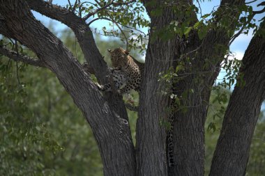 Vahşi Savanadaki Leopar, Afrika Hayvanı bu ikonik büyük kedinin güzelliğini, zarafetini ve ham gücünü yansıtan çarpıcı leopar fotoğraflarından oluşan bir derleme. Vahşi yaşam meraklıları, hayvan severler ve doğanın zarafeti karşısında büyülenen herkes için mükemmel.