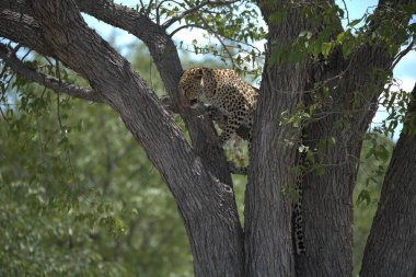 Vahşi Savanadaki Leopar, Afrika Hayvanı bu ikonik büyük kedinin güzelliğini, zarafetini ve ham gücünü yansıtan çarpıcı leopar fotoğraflarından oluşan bir derleme. Vahşi yaşam meraklıları, hayvan severler ve doğanın zarafeti karşısında büyülenen herkes için mükemmel.
