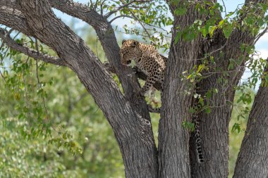 Vahşi Savanadaki Leopar, Afrika Hayvanı bu ikonik büyük kedinin güzelliğini, zarafetini ve ham gücünü yansıtan çarpıcı leopar fotoğraflarından oluşan bir derleme. Vahşi yaşam meraklıları, hayvan severler ve doğanın zarafeti karşısında büyülenen herkes için mükemmel.