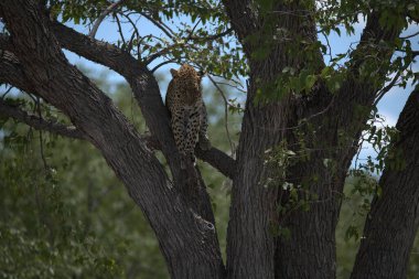 Vahşi Savanadaki Leopar, Afrika Hayvanı bu ikonik büyük kedinin güzelliğini, zarafetini ve ham gücünü yansıtan çarpıcı leopar fotoğraflarından oluşan bir derleme. Vahşi yaşam meraklıları, hayvan severler ve doğanın zarafeti karşısında büyülenen herkes için mükemmel.
