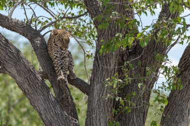 Vahşi Savanadaki Leopar, Afrika Hayvanı bu ikonik büyük kedinin güzelliğini, zarafetini ve ham gücünü yansıtan çarpıcı leopar fotoğraflarından oluşan bir derleme. Vahşi yaşam meraklıları, hayvan severler ve doğanın zarafeti karşısında büyülenen herkes için mükemmel.