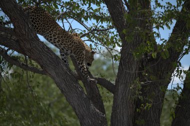 Vahşi Savanadaki Leopar, Afrika Hayvanı bu ikonik büyük kedinin güzelliğini, zarafetini ve ham gücünü yansıtan çarpıcı leopar fotoğraflarından oluşan bir derleme. Vahşi yaşam meraklıları, hayvan severler ve doğanın zarafeti karşısında büyülenen herkes için mükemmel.