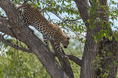 Vahşi Savanadaki Leopar, Afrika Hayvanı bu ikonik büyük kedinin güzelliğini, zarafetini ve ham gücünü yansıtan çarpıcı leopar fotoğraflarından oluşan bir derleme. Vahşi yaşam meraklıları, hayvan severler ve doğanın zarafeti karşısında büyülenen herkes için mükemmel.