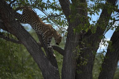 Vahşi Savanadaki Leopar, Afrika Hayvanı bu ikonik büyük kedinin güzelliğini, zarafetini ve ham gücünü yansıtan çarpıcı leopar fotoğraflarından oluşan bir derleme. Vahşi yaşam meraklıları, hayvan severler ve doğanın zarafeti karşısında büyülenen herkes için mükemmel.
