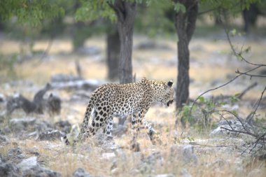 Vahşi Savannah 'daki Leopar - Bu ikonik büyük kedinin güzelliğini, zarafetini ve ham gücünü yansıtan çarpıcı leopar fotoğraflarından oluşan bir koleksiyon. Vahşi yaşam meraklıları, hayvan severler ve doğanın zarafeti karşısında büyülenen herkes için mükemmel.