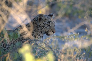 Vahşi Majestic Predator 'daki Leopar, Afrika Hayvanı. Bu ikonik büyük kedinin güzelliğini, zarafetini ve ham gücünü yakalayan çarpıcı leopar fotoğraflarının bir derlemesi. Vahşi yaşam meraklıları ve hayvan severler için mükemmel..