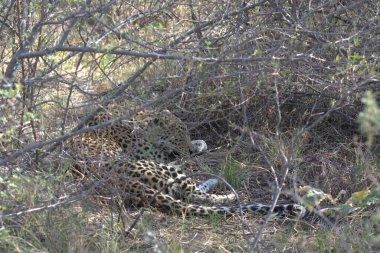 Vahşi Majestic Predator 'daki Leopar, Afrika Hayvanı. Bu ikonik büyük kedinin güzelliğini, zarafetini ve ham gücünü yakalayan çarpıcı leopar fotoğraflarının bir derlemesi. Vahşi yaşam meraklıları ve hayvan severler için mükemmel..