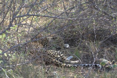 Vahşi Majestic Predator 'daki Leopar, Afrika Hayvanı. Bu ikonik büyük kedinin güzelliğini, zarafetini ve ham gücünü yakalayan çarpıcı leopar fotoğraflarının bir derlemesi. Vahşi yaşam meraklıları ve hayvan severler için mükemmel..