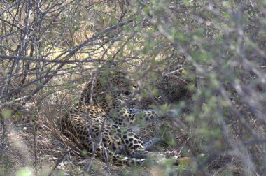 Vahşi Majestic Predator 'daki Leopar, Afrika Hayvanı. Bu ikonik büyük kedinin güzelliğini, zarafetini ve ham gücünü yakalayan çarpıcı leopar fotoğraflarının bir derlemesi. Vahşi yaşam meraklıları ve hayvan severler için mükemmel..