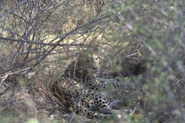Vahşi Majestic Predator 'daki Leopar, Afrika Hayvanı. Bu ikonik büyük kedinin güzelliğini, zarafetini ve ham gücünü yakalayan çarpıcı leopar fotoğraflarının bir derlemesi. Vahşi yaşam meraklıları ve hayvan severler için mükemmel..