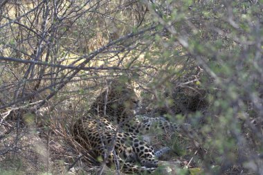Vahşi Majestic Predator 'daki Leopar, Afrika Hayvanı. Bu ikonik büyük kedinin güzelliğini, zarafetini ve ham gücünü yakalayan çarpıcı leopar fotoğraflarının bir derlemesi. Vahşi yaşam meraklıları ve hayvan severler için mükemmel..