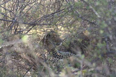 Vahşi Majestic Predator 'daki Leopar, Afrika Hayvanı. Bu ikonik büyük kedinin güzelliğini, zarafetini ve ham gücünü yakalayan çarpıcı leopar fotoğraflarının bir derlemesi. Vahşi yaşam meraklıları ve hayvan severler için mükemmel..