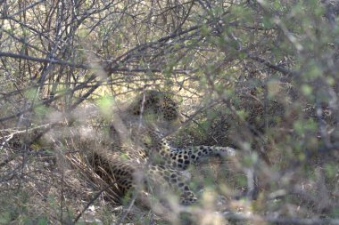 Vahşi Majestic Predator 'daki Leopar, Afrika Hayvanı. Bu ikonik büyük kedinin güzelliğini, zarafetini ve ham gücünü yakalayan çarpıcı leopar fotoğraflarının bir derlemesi. Vahşi yaşam meraklıları ve hayvan severler için mükemmel..