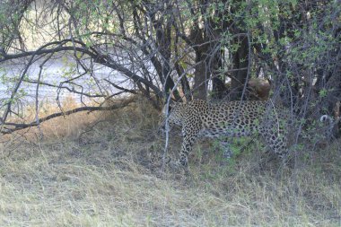 Vahşi Majestic Predator 'daki Leopar, Afrika Hayvanı. Bu ikonik büyük kedinin güzelliğini, zarafetini ve ham gücünü yakalayan çarpıcı leopar fotoğraflarının bir derlemesi. Vahşi yaşam meraklıları ve hayvan severler için mükemmel..