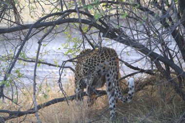 Vahşi Majestic Predator 'daki Leopar, Afrika Hayvanı. Bu ikonik büyük kedinin güzelliğini, zarafetini ve ham gücünü yakalayan çarpıcı leopar fotoğraflarının bir derlemesi. Vahşi yaşam meraklıları ve hayvan severler için mükemmel..