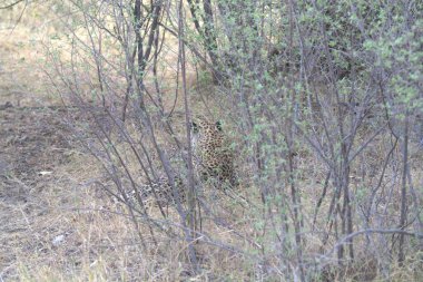 Vahşi Majestic Predator 'daki Leopar, Afrika Hayvanı. Bu ikonik büyük kedinin güzelliğini, zarafetini ve ham gücünü yakalayan çarpıcı leopar fotoğraflarının bir derlemesi. Vahşi yaşam meraklıları ve hayvan severler için mükemmel..