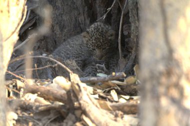 Vahşi Majestic Predator 'daki Leopar, Afrika Hayvanı. Bu ikonik büyük kedinin güzelliğini, zarafetini ve ham gücünü yakalayan çarpıcı leopar fotoğraflarının bir derlemesi. Vahşi yaşam meraklıları ve hayvan severler için mükemmel..