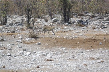 Vahşi Majestic Predator 'daki Leopar, Afrika Hayvanı. Bu ikonik büyük kedinin güzelliğini, zarafetini ve ham gücünü yakalayan çarpıcı leopar fotoğraflarının bir derlemesi. Vahşi yaşam meraklıları ve hayvan severler için mükemmel..