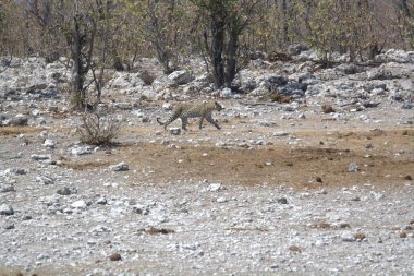 Vahşi Majestic Predator 'daki Leopar, Afrika Hayvanı. Bu ikonik büyük kedinin güzelliğini, zarafetini ve ham gücünü yakalayan çarpıcı leopar fotoğraflarının bir derlemesi. Vahşi yaşam meraklıları ve hayvan severler için mükemmel..