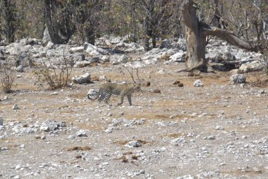 Vahşi Majestic Predator 'daki Leopar, Afrika Hayvanı. Bu ikonik büyük kedinin güzelliğini, zarafetini ve ham gücünü yakalayan çarpıcı leopar fotoğraflarının bir derlemesi. Vahşi yaşam meraklıları ve hayvan severler için mükemmel..