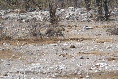 Vahşi Majestic Predator 'daki Leopar, Afrika Hayvanı. Bu ikonik büyük kedinin güzelliğini, zarafetini ve ham gücünü yakalayan çarpıcı leopar fotoğraflarının bir derlemesi. Vahşi yaşam meraklıları ve hayvan severler için mükemmel..