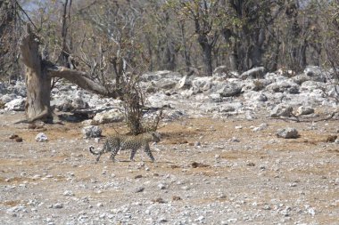 Vahşi Majestic Predator 'daki Leopar, Afrika Hayvanı. Bu ikonik büyük kedinin güzelliğini, zarafetini ve ham gücünü yakalayan çarpıcı leopar fotoğraflarının bir derlemesi. Vahşi yaşam meraklıları ve hayvan severler için mükemmel..