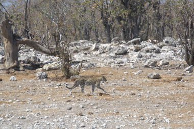 Vahşi Majestic Predator 'daki Leopar, Afrika Hayvanı. Bu ikonik büyük kedinin güzelliğini, zarafetini ve ham gücünü yakalayan çarpıcı leopar fotoğraflarının bir derlemesi. Vahşi yaşam meraklıları ve hayvan severler için mükemmel..