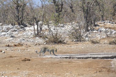 Vahşi Majestic Predator 'daki Leopar, Afrika Hayvanı. Bu ikonik büyük kedinin güzelliğini, zarafetini ve ham gücünü yakalayan çarpıcı leopar fotoğraflarının bir derlemesi. Vahşi yaşam meraklıları ve hayvan severler için mükemmel..