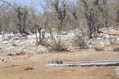 Vahşi Majestic Predator 'daki Leopar, Afrika Hayvanı. Bu ikonik büyük kedinin güzelliğini, zarafetini ve ham gücünü yakalayan çarpıcı leopar fotoğraflarının bir derlemesi. Vahşi yaşam meraklıları ve hayvan severler için mükemmel..
