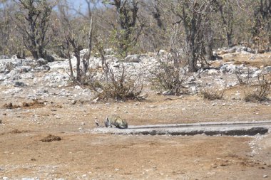 Vahşi Majestic Predator 'daki Leopar, Afrika Hayvanı. Bu ikonik büyük kedinin güzelliğini, zarafetini ve ham gücünü yakalayan çarpıcı leopar fotoğraflarının bir derlemesi. Vahşi yaşam meraklıları ve hayvan severler için mükemmel..