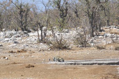 Vahşi Majestic Predator 'daki Leopar Afrika Hayvanı. Bu ikonik büyük kedinin güzelliğini, zarafetini ve ham gücünü yakalayan çarpıcı leopar fotoğraflarının bir derlemesi. Vahşi yaşam meraklıları ve hayvan severler için mükemmel..