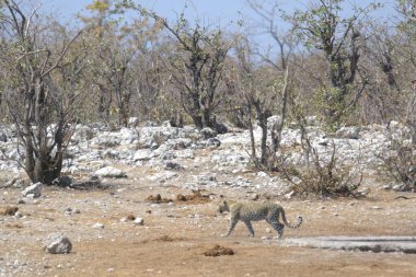 Vahşi Majestic Predator 'daki Leopar Afrika Hayvanı. Bu ikonik büyük kedinin güzelliğini, zarafetini ve ham gücünü yakalayan çarpıcı leopar fotoğraflarının bir derlemesi. Vahşi yaşam meraklıları ve hayvan severler için mükemmel..
