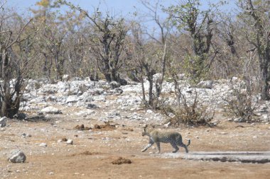 Vahşi Majestic Predator 'daki Leopar Afrika Hayvanı. Bu ikonik büyük kedinin güzelliğini, zarafetini ve ham gücünü yakalayan çarpıcı leopar fotoğraflarının bir derlemesi. Vahşi yaşam meraklıları ve hayvan severler için mükemmel..