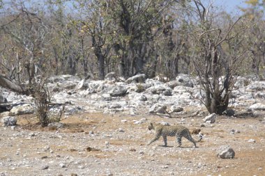 Vahşi Majestic Predator 'daki Leopar Afrika Hayvanı. Bu ikonik büyük kedinin güzelliğini, zarafetini ve ham gücünü yakalayan çarpıcı leopar fotoğraflarının bir derlemesi. Vahşi yaşam meraklıları ve hayvan severler için mükemmel..